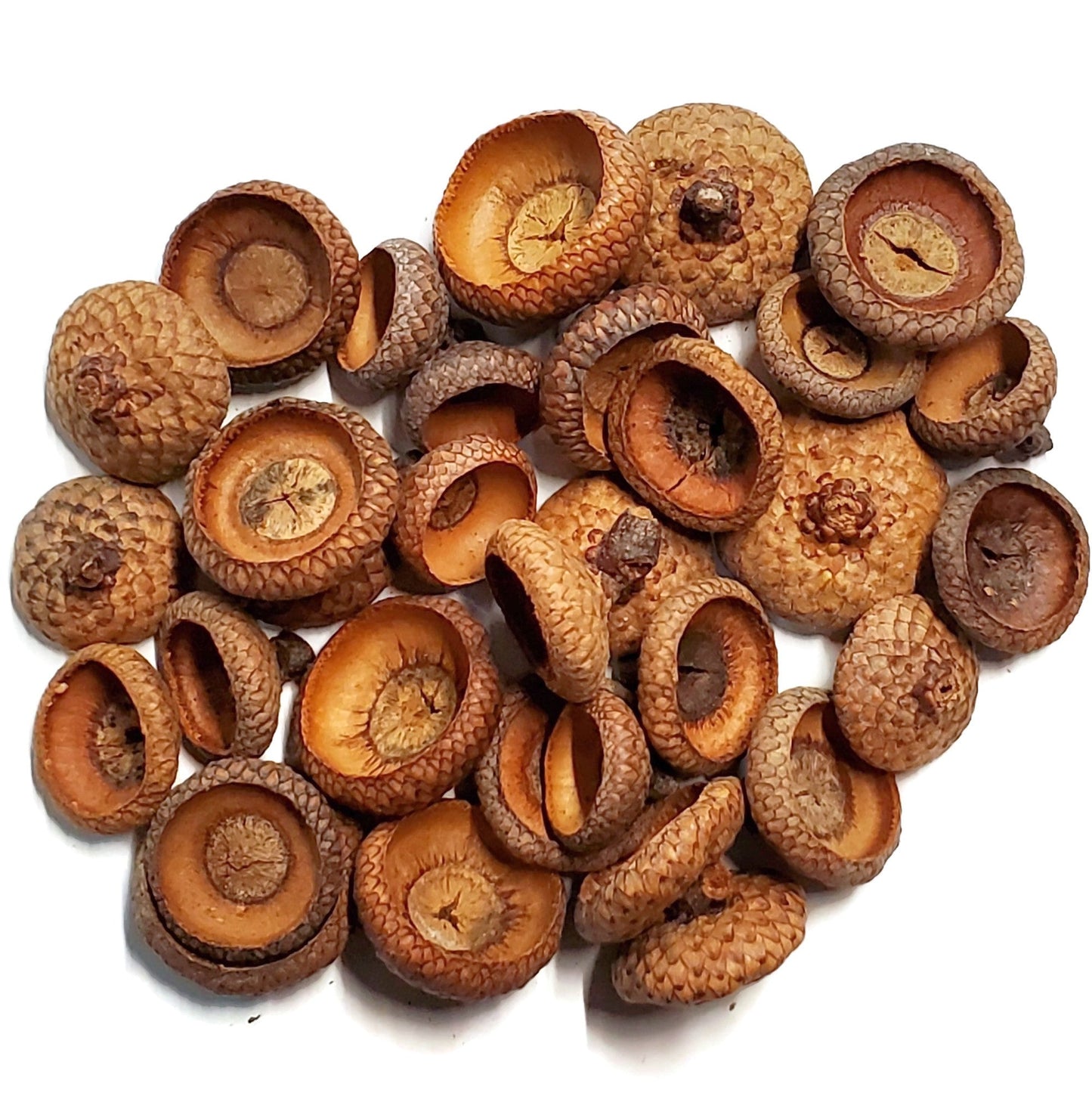 Natural Acorn Caps, Pack of 200 for Crafts Floral Fairy House Models Felting Candles Free Shipping