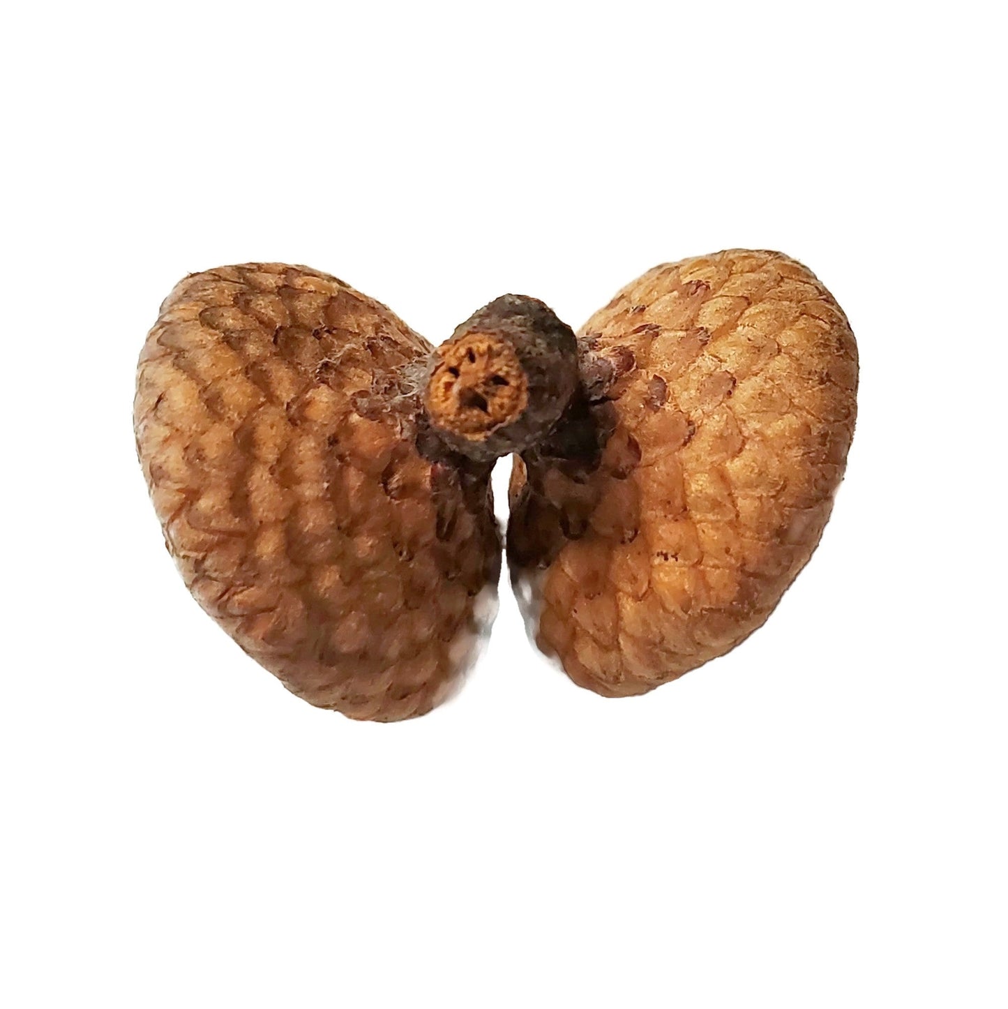 Natural Acorn Caps, Pack of 200 for Crafts Floral Fairy House Models Felting Candles Free Shipping