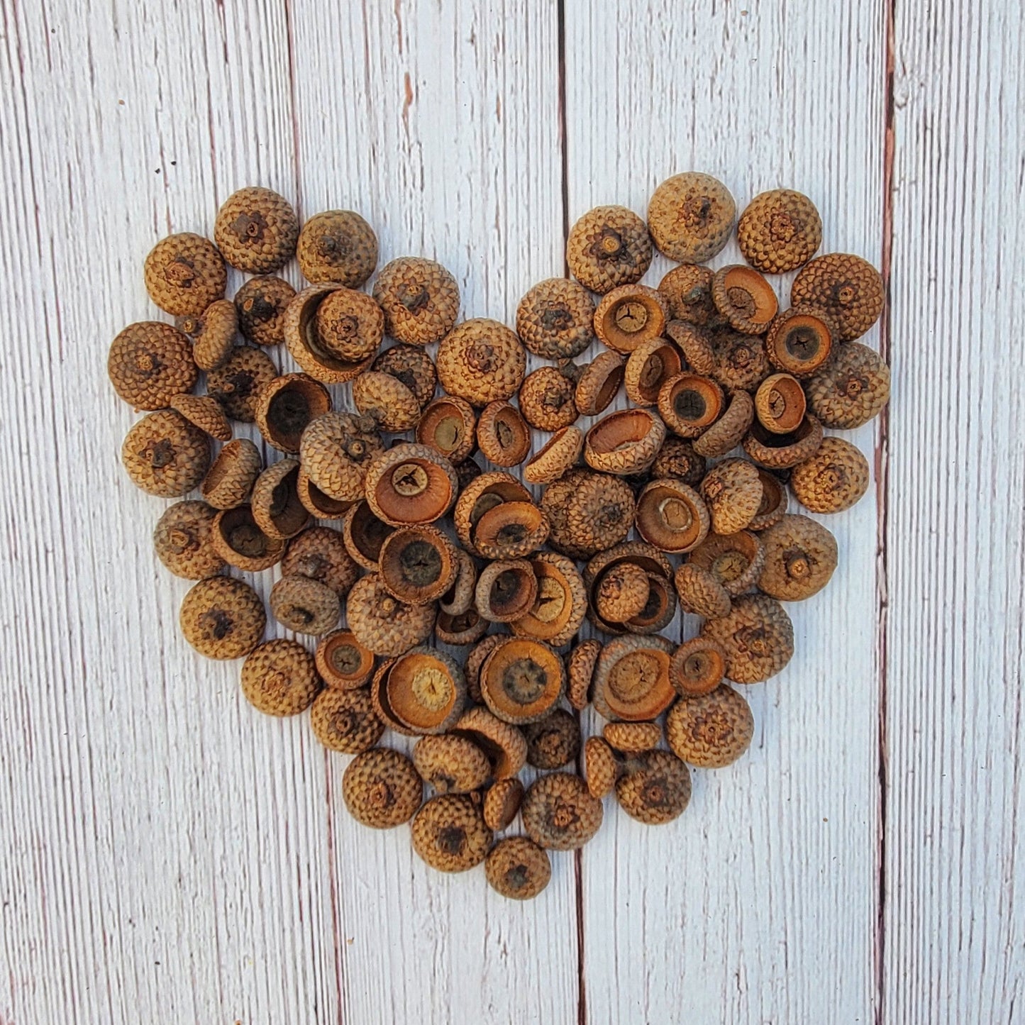 Natural Acorn Caps, Pack of 200 for Crafts Floral Fairy House Models Felting Candles Free Shipping