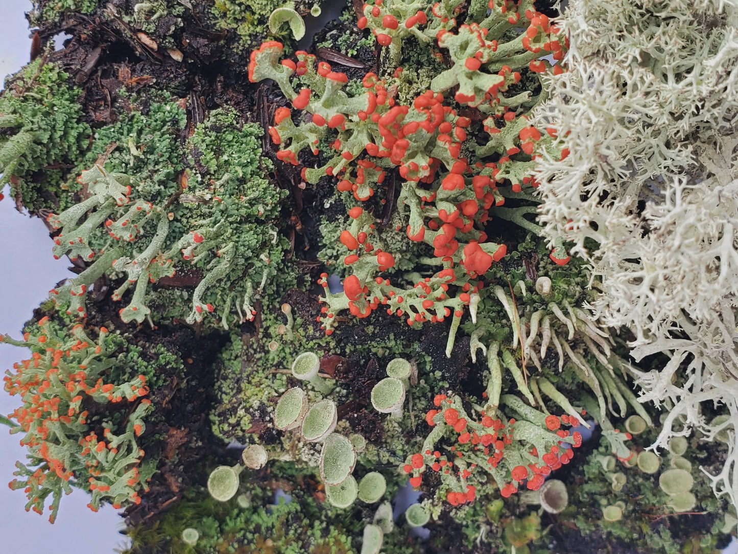 Small Live Lichen Assortment 3" x 4" Bag