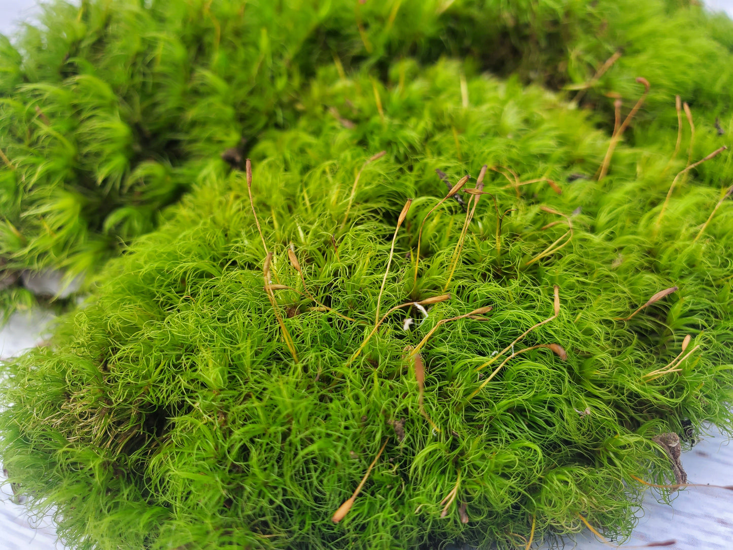 1 Quart of Fresh Live Mood Moss- Dicranum Scoparium