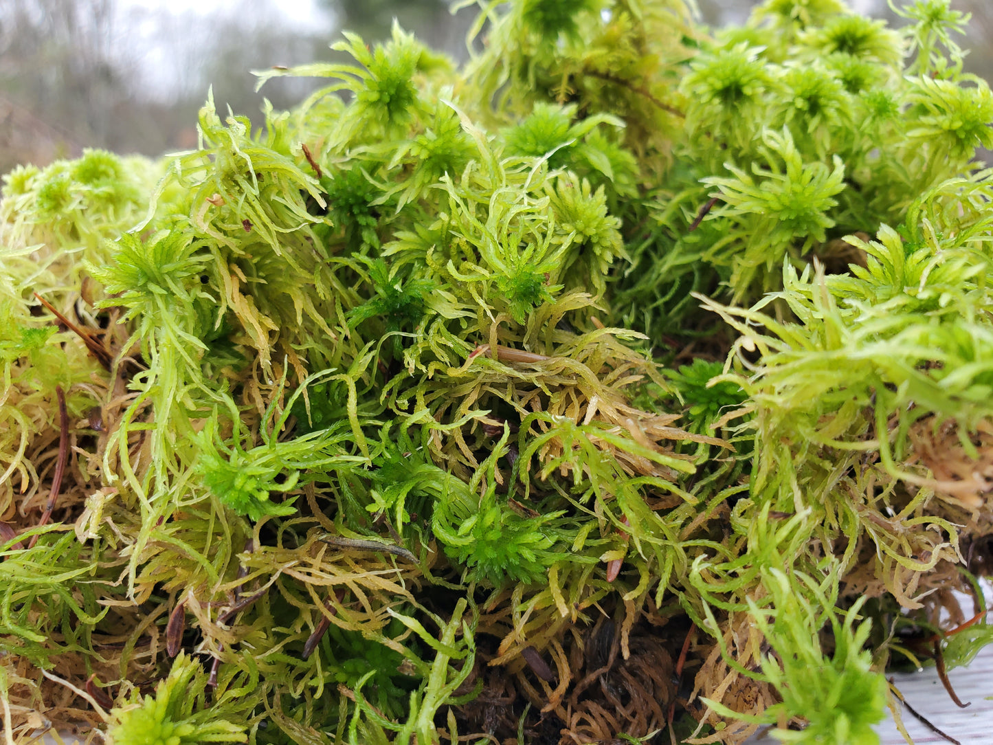 Fresh Live Sphagnum Moss