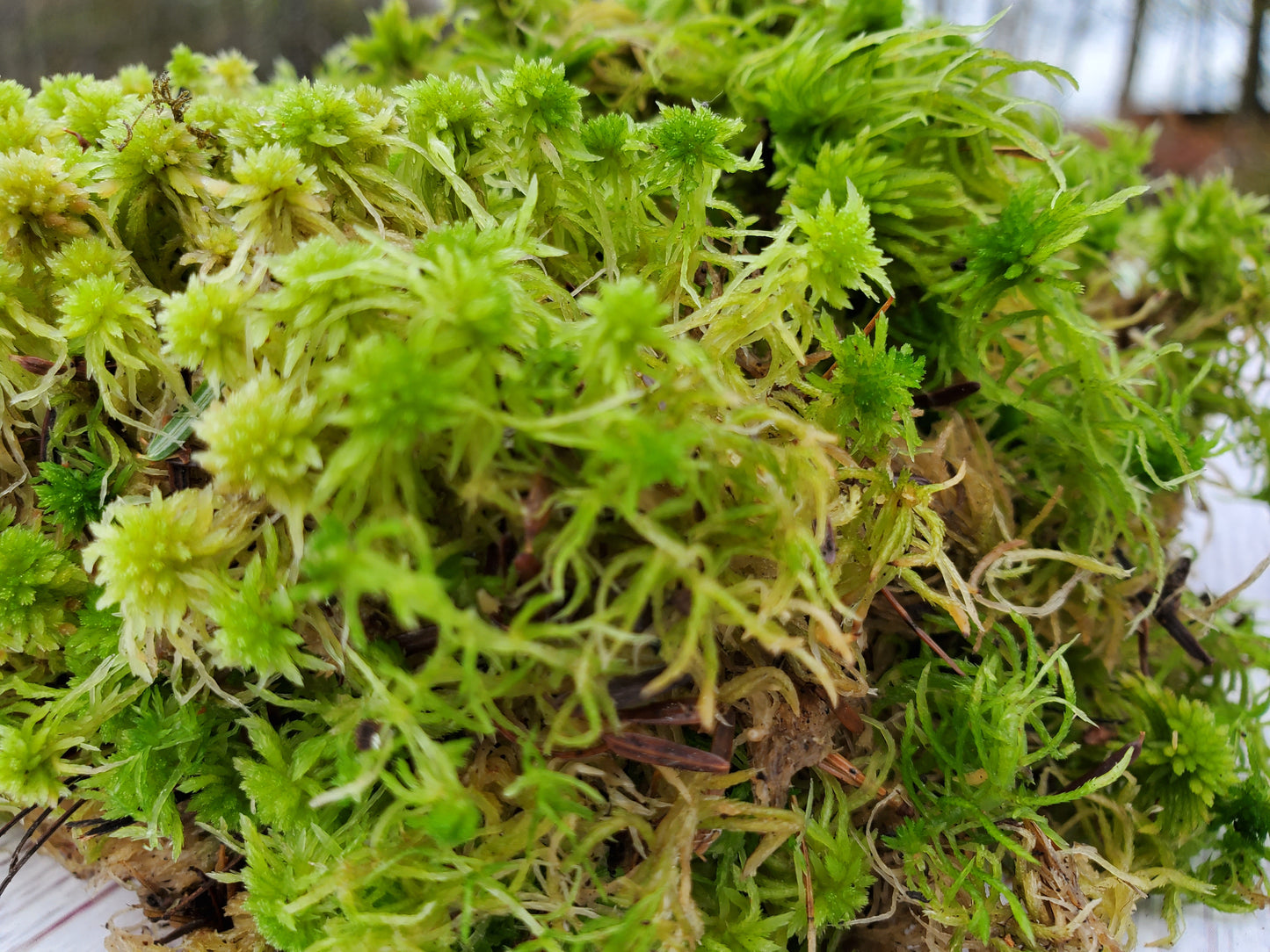 Fresh Live Sphagnum Moss