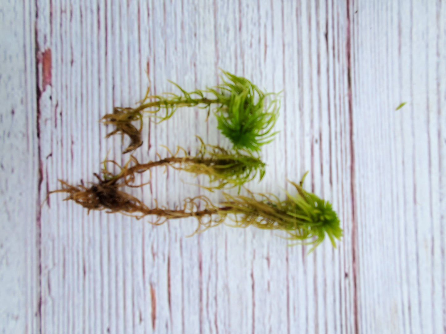 Fresh Live Sphagnum Moss