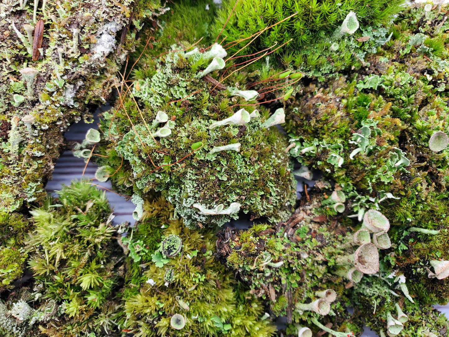 Pixie Cup Lichen (Cladonia Pyxidata) for Terrariums, Fairy Gardens, Live Jewelry and More Pretty Pixie Cup Lichen (Cladonia Pyxidata), Perfect for terrariums, bonsai, shade and fairy gardens and more!