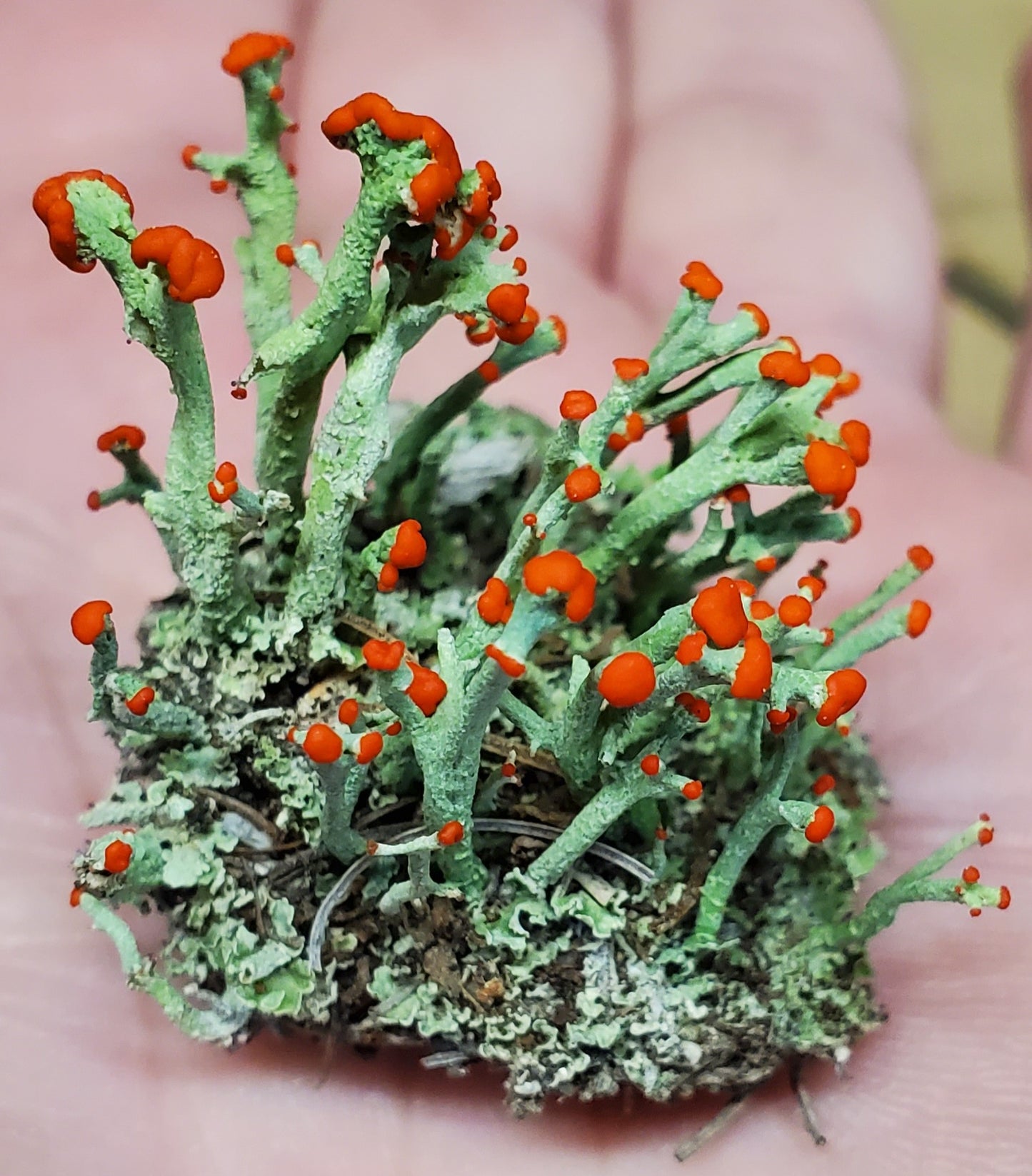 British Soldier Lichen (Cladonia Cristatella) for Terrariums, Fairy Gardens, Live Jewelry, Shade Gardena and More