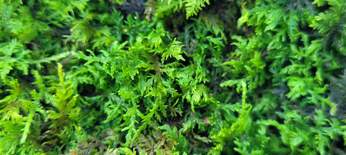 Live Terrarium Moss Assortment, 6" x 9" bag.