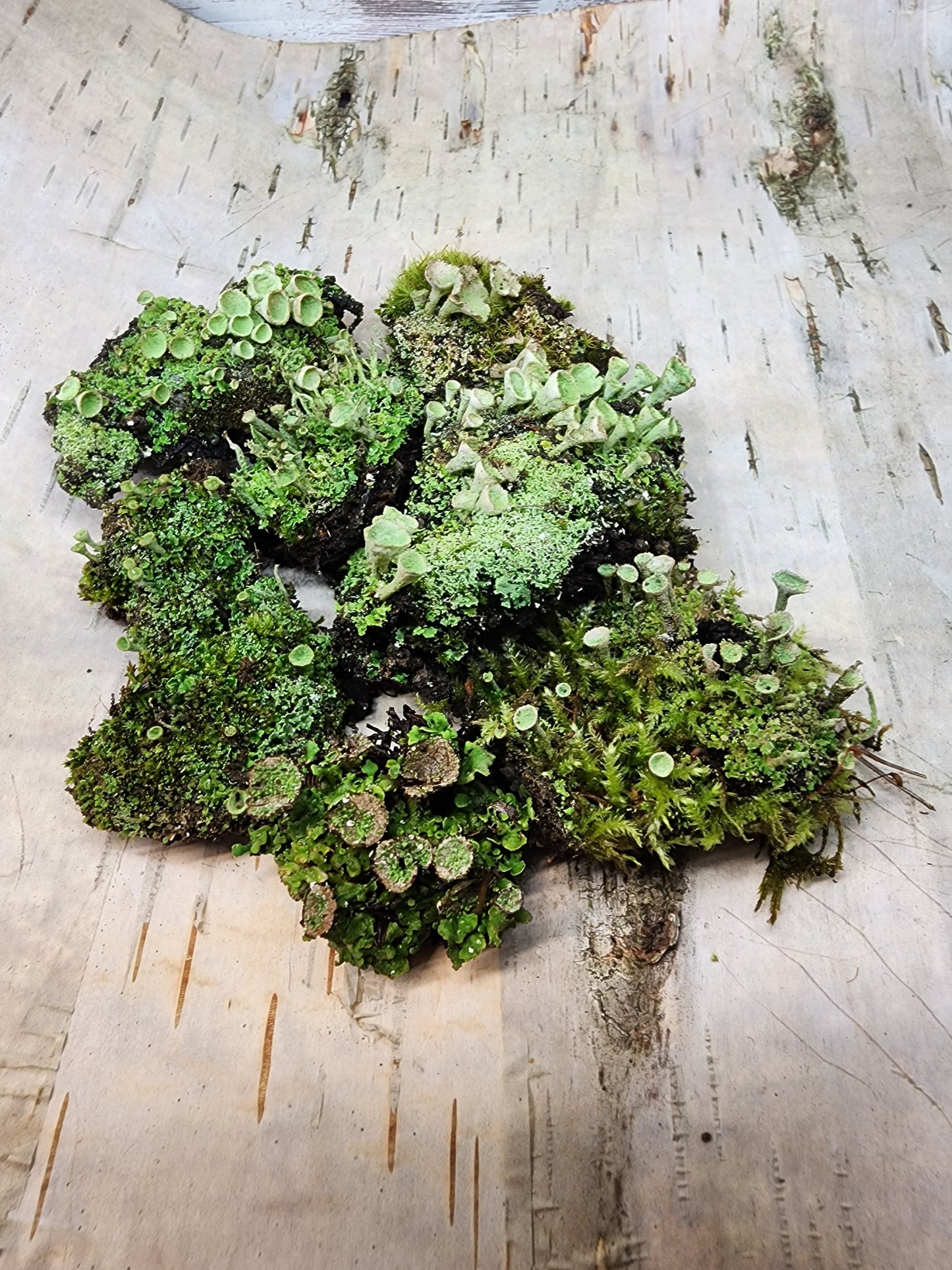 Pixie Cup Lichen (Cladonia Pyxidata) for Terrariums, Fairy Gardens, Live Jewelry and More Pretty Pixie Cup Lichen (Cladonia Pyxidata), Perfect for terrariums, bonsai, shade and fairy gardens and more!