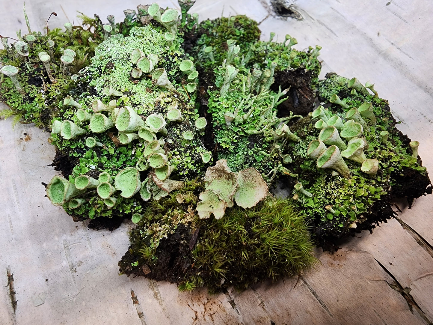 Pixie Cup Lichen (Cladonia Pyxidata) for Terrariums, Fairy Gardens, Live Jewelry and More Pretty Pixie Cup Lichen (Cladonia Pyxidata), Perfect for terrariums, bonsai, shade and fairy gardens and more!