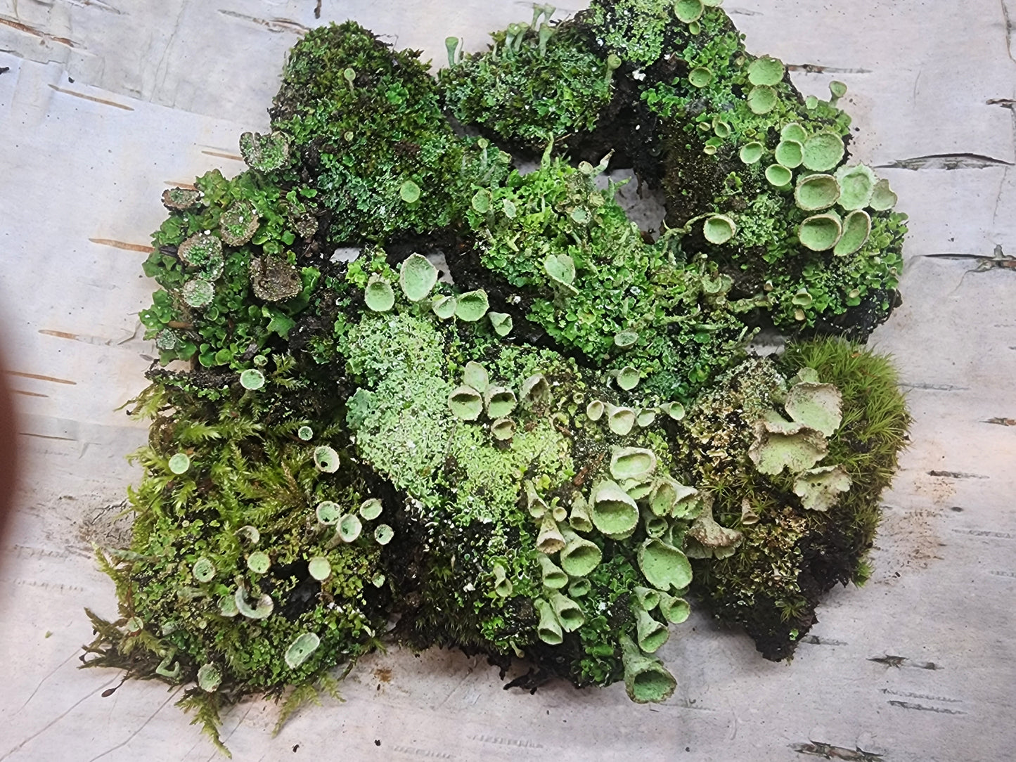 Pixie Cup Lichen (Cladonia Pyxidata) for Terrariums, Fairy Gardens, Live Jewelry and More Pretty Pixie Cup Lichen (Cladonia Pyxidata), Perfect for terrariums, bonsai, shade and fairy gardens and more!