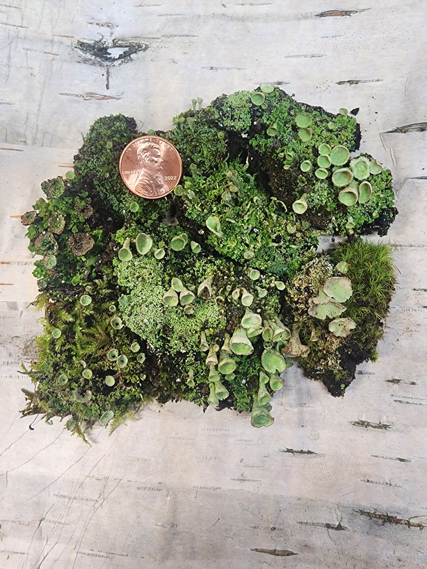 Pixie Cup Lichen (Cladonia Pyxidata) for Terrariums, Fairy Gardens, Live Jewelry and More Pretty Pixie Cup Lichen (Cladonia Pyxidata), Perfect for terrariums, bonsai, shade and fairy gardens and more!