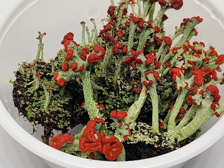 British Soldier Lichen (Cladonia Cristatella) for Terrariums, Fairy Gardens, Live Jewelry, Shade Gardena and More