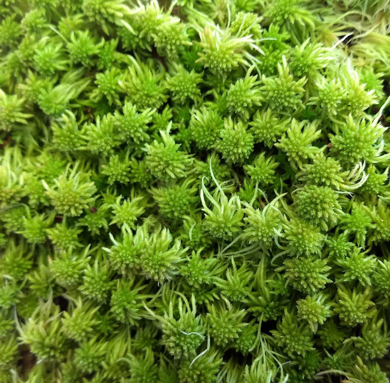 Fresh Live Sphagnum Moss