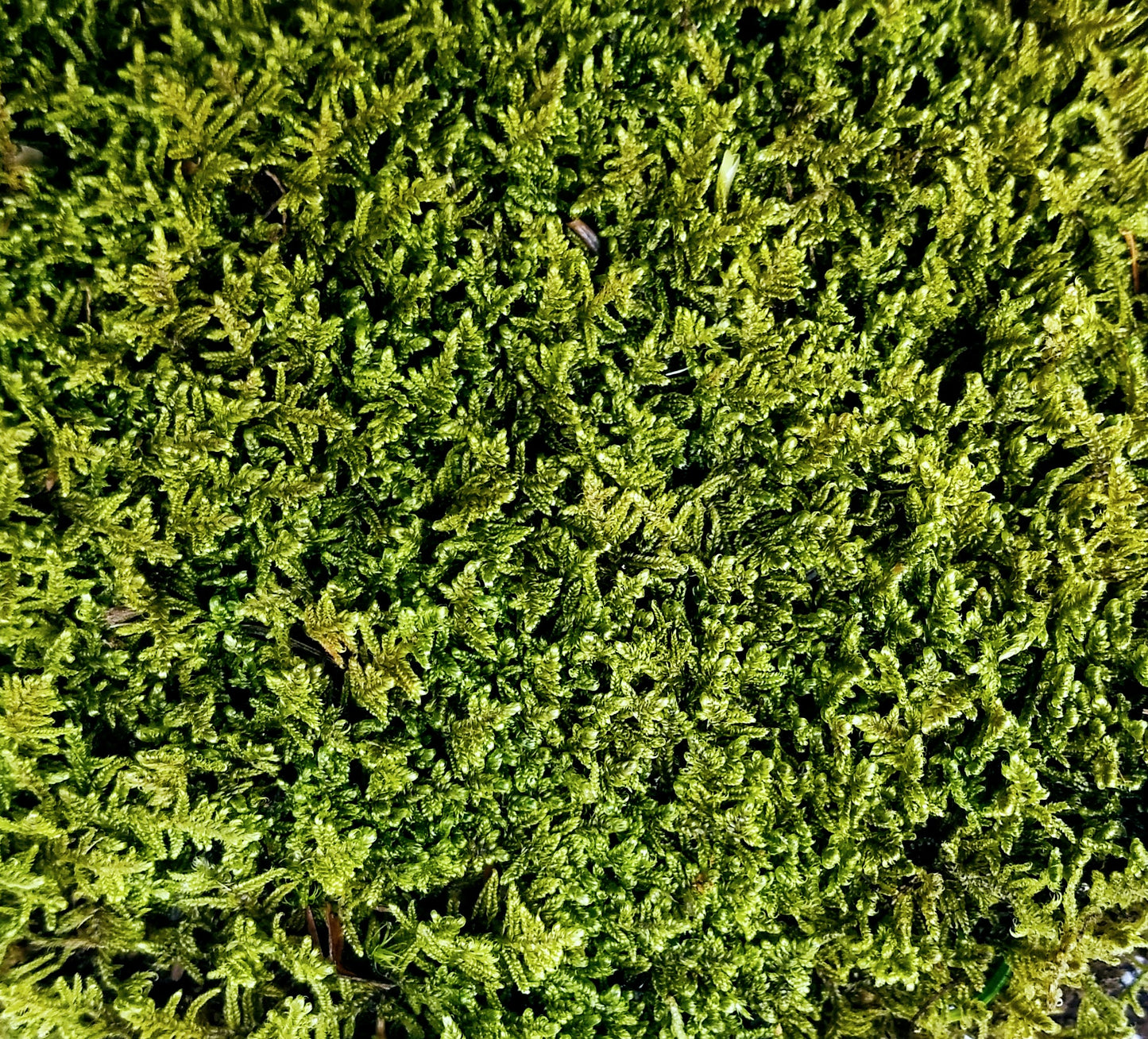 Fresh Live Sheet Moss 6x9 Bag