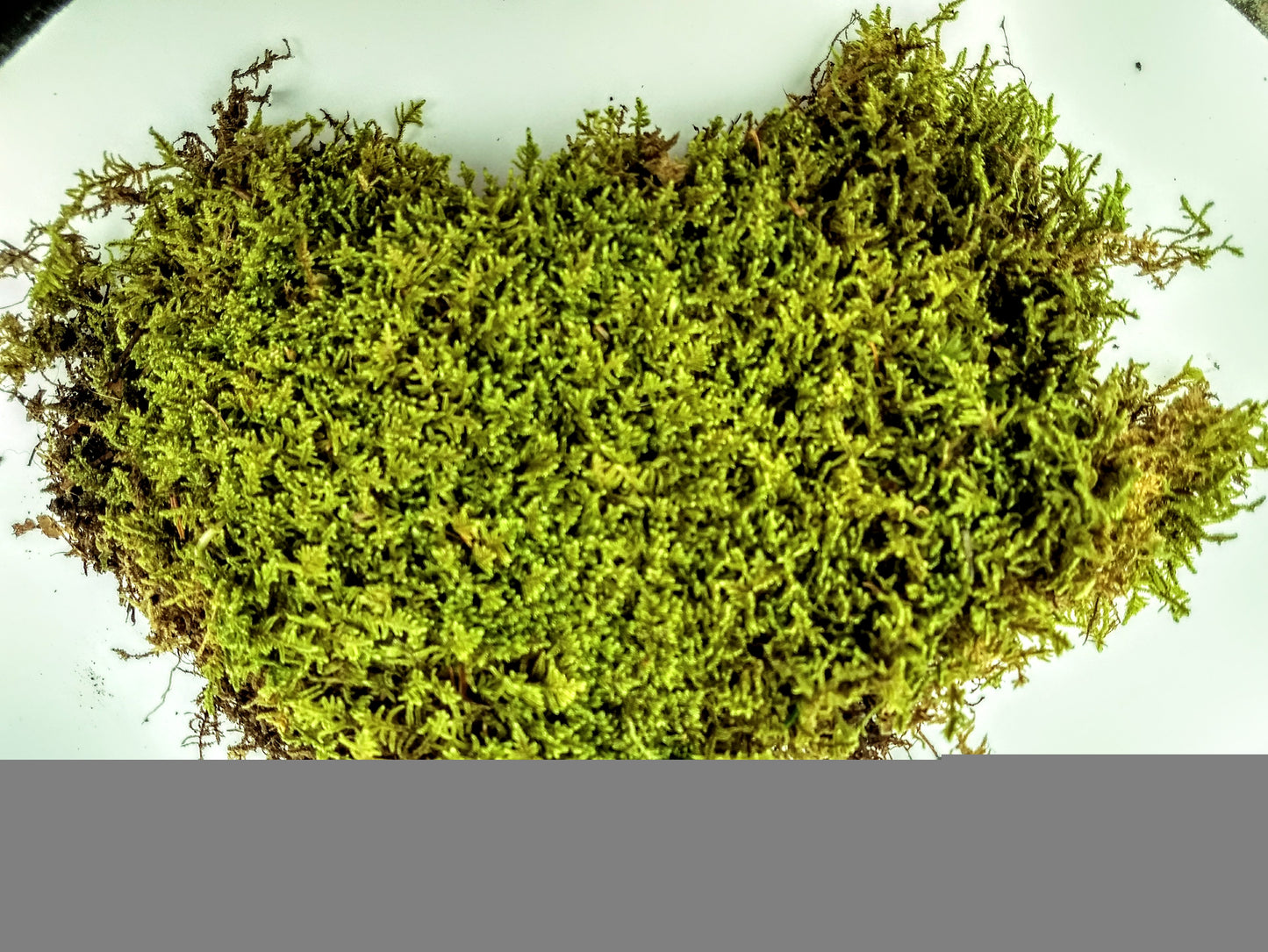 Fresh Live Sheet Moss 6x9 Bag