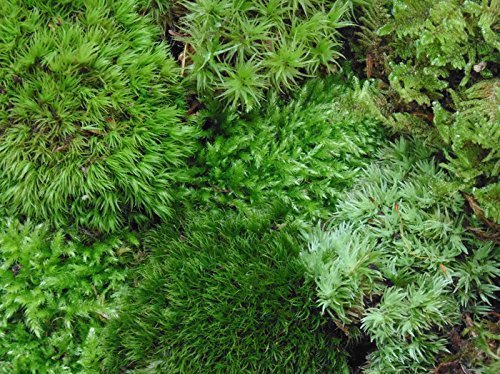 Large Live Terrarium Moss Assortment, 9" x 12" bag.