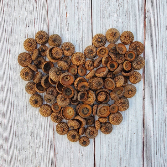 Natural Acorn Caps, Pack of 200 for Crafts Floral Fairy House Models Felting Candles Free Shipping