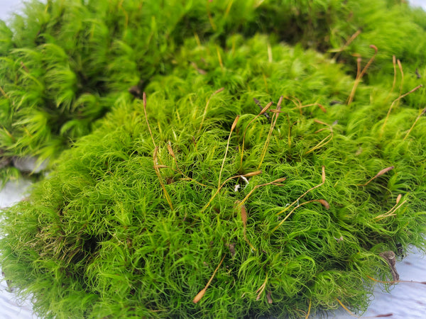 1 Quart of Fresh Live Mood Moss- Dicranum Scoparium – Tin Roof Treasure
