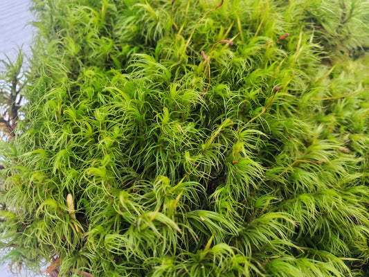 1 Quart of Fresh Live Mood Moss- Dicranum Scoparium