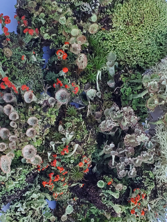 Live Lichen Assortment 4" x 6" Bag