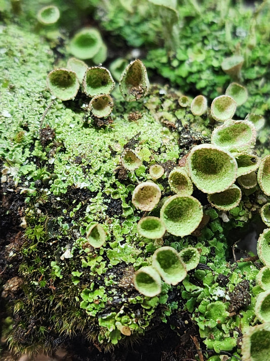 Pixie Cup Lichen (Cladonia Pyxidata) for Terrariums, Fairy Gardens, Live Jewelry and More Pretty Pixie Cup Lichen (Cladonia Pyxidata), Perfect for terrariums, bonsai, shade and fairy gardens and more!