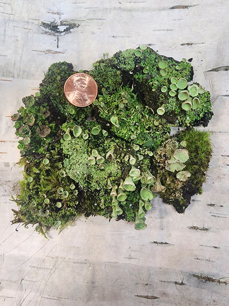  Tin Roof Treasure Live Terrarium Moss Assortment