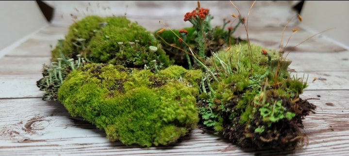 Super Fairy Garden Assortment, 6" x 9" bag Assorted Moss & Lichen.