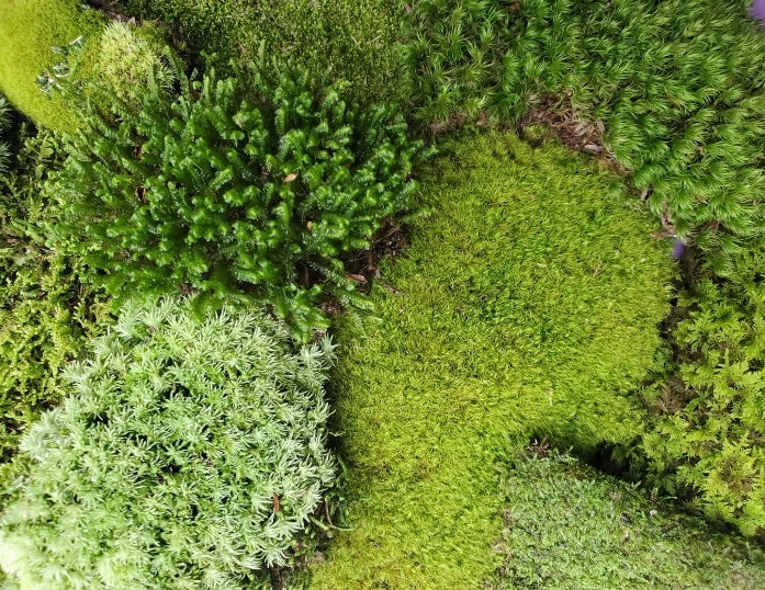 Super Fairy Garden Assortment, 6" x 9" bag Assorted Moss & Lichen.
