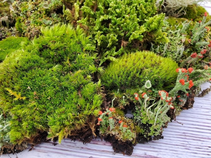 Super Fairy Garden Assortment, 6" x 9" bag Assorted Moss & Lichen.