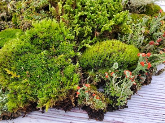 Super Fairy Garden Assortment, 6" x 9" bag Assorted Moss & Lichen.