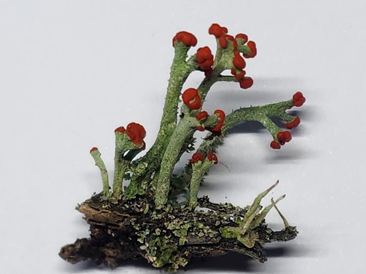 British Soldier Lichen (Cladonia Cristatella) for Terrariums, Fairy Gardens, Live Jewelry, Shade Gardena and More
