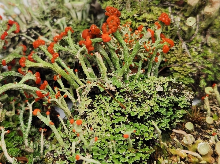 British Soldier Lichen (Cladonia Cristatella) for Terrariums, Fairy Gardens, Live Jewelry, Shade Gardena and More