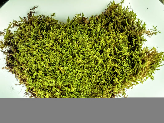 Fresh Live Sheet Moss 6x9 Bag