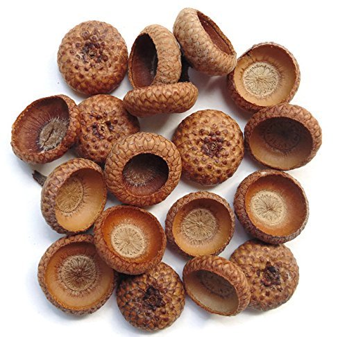 Tin Roof Treasure Natural Organic Northern Red Oak Acorn Caps Pack of 100
